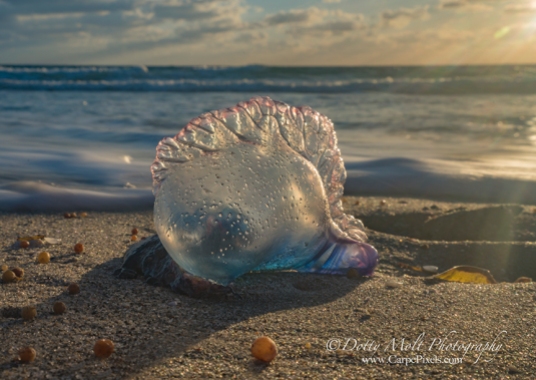 A Portuguese Man O War lit by the early morning sun.