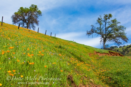 Poppies in Amador county, CA