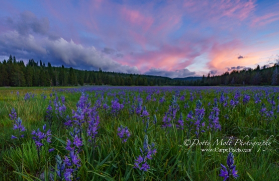 An Alpine Meadow at Sunset